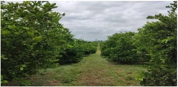 Limonera Hacienda Tecnificada de 22has en Venta en Sur de Pedro Carbo
