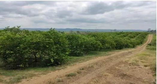 Limonera Hacienda Tecnificada de 22has en Venta en Sur de Pedro Carbo, foto 3